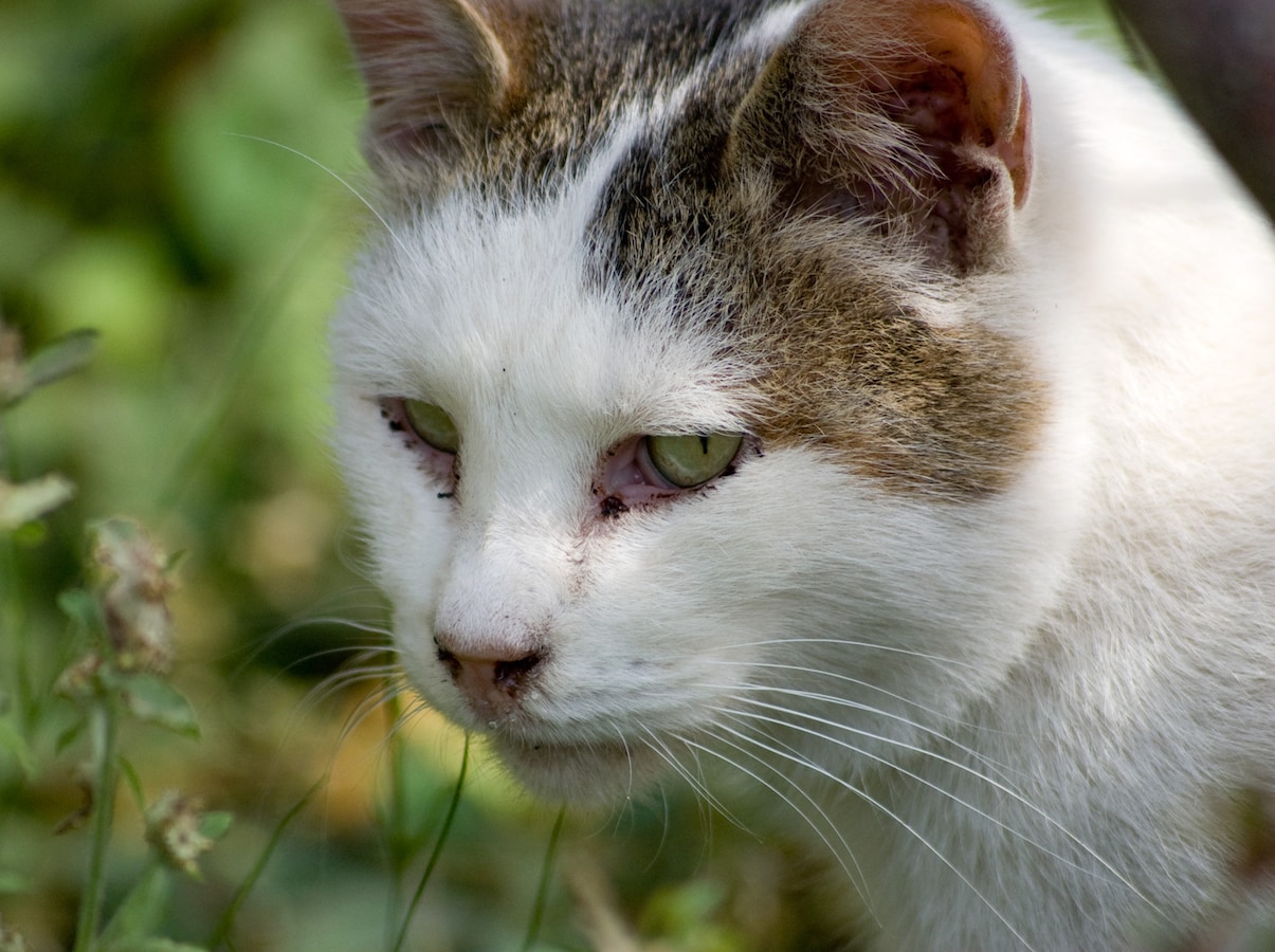 病気のサイン 猫の目やに 色別の症状 原因と上手な取り方 All About オールアバウト