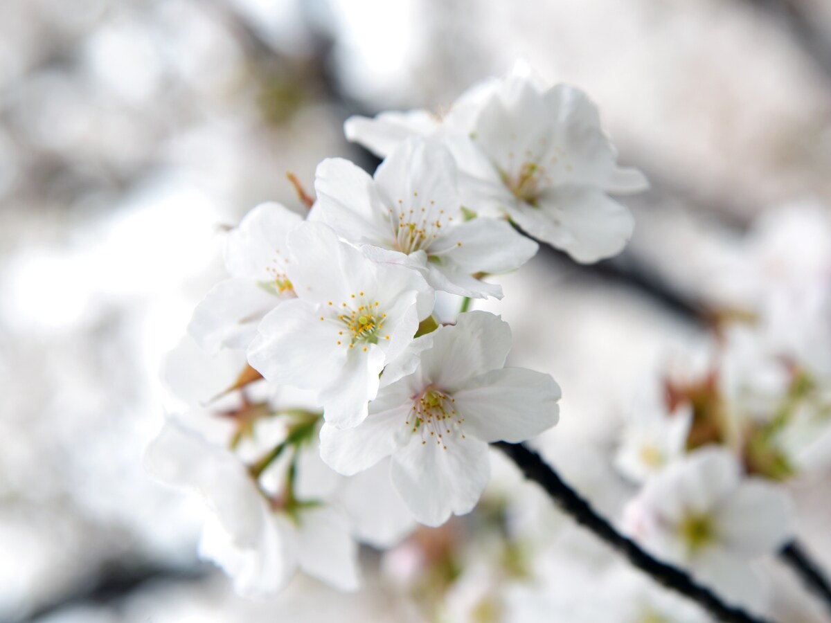 奈良 京都 大阪で遅咲きの桜を楽しむなら おすすめスポット10 All About オールアバウト