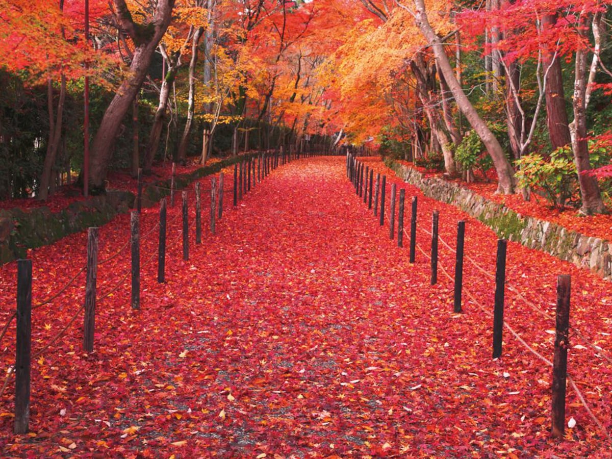 感動必至 この秋行きたい京都の紅葉おすすめスポット選 All About オールアバウト