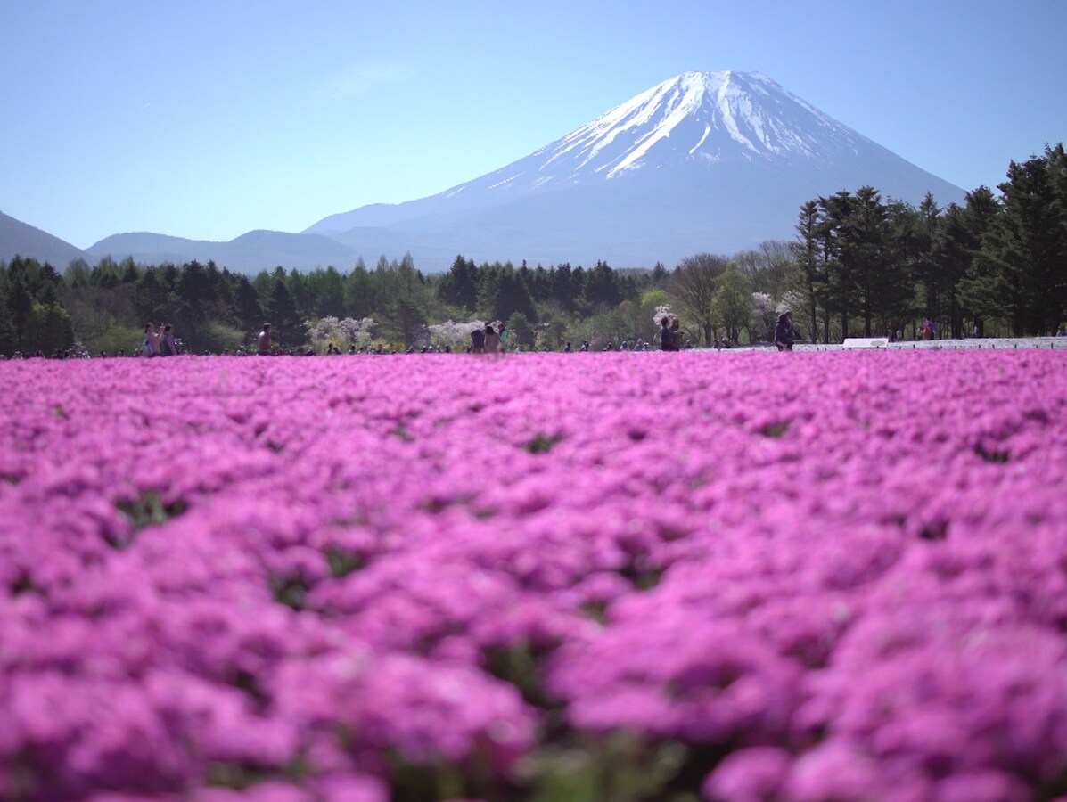 一面の花畑 が見られる Gwに見頃の全国フラワースポット6選 All About オールアバウト