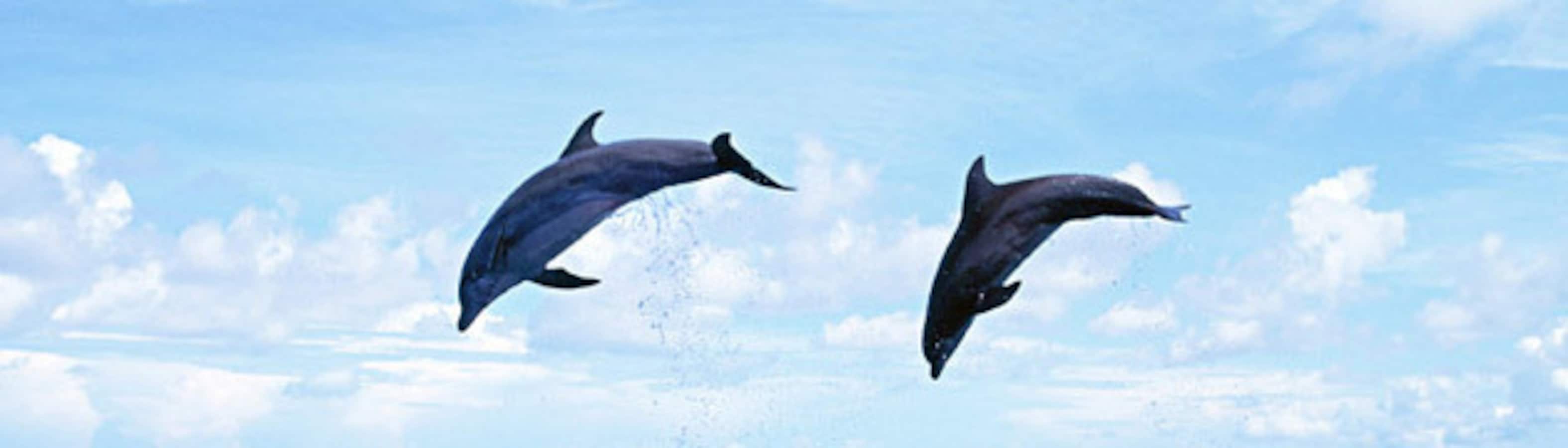 イルカウォッチング 日本全国のイルカに会える海まとめ All About オールアバウト