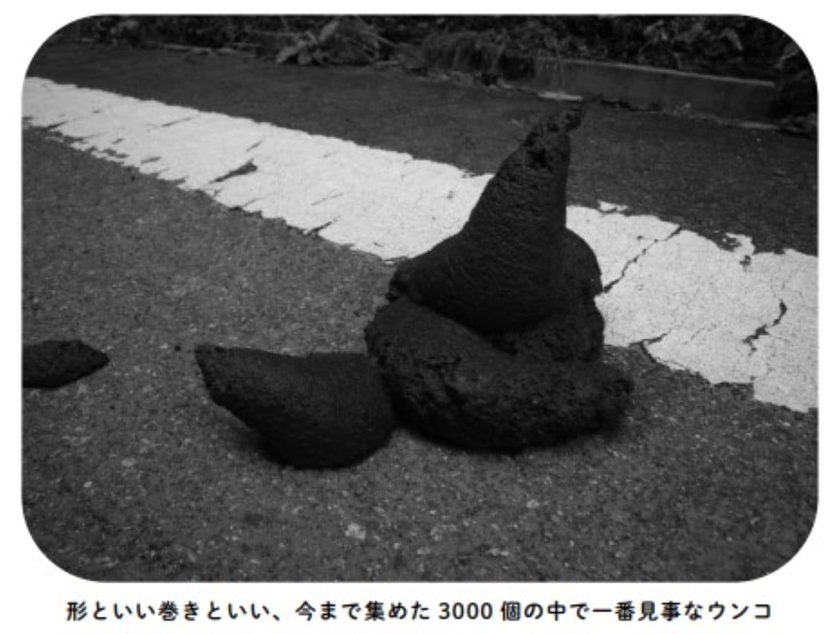 形といい巻きといい…研究者が集めた3000個の中で一番見事なクマのウンコ