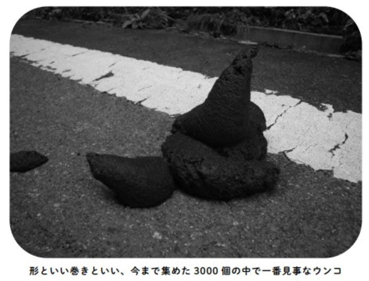 形といい巻きといい、今まで集めた3000個の中で一番見事なクマのウンコ