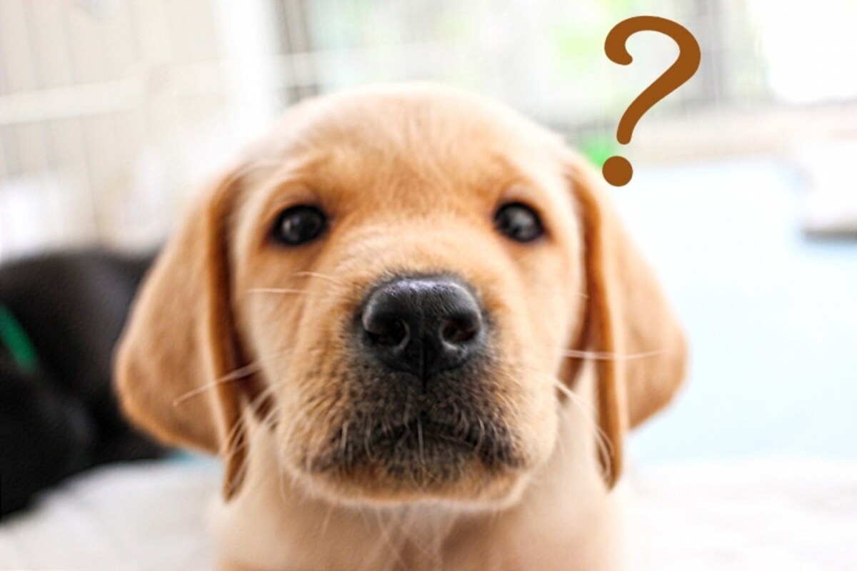 ペットを飼っている人はどれくらい？