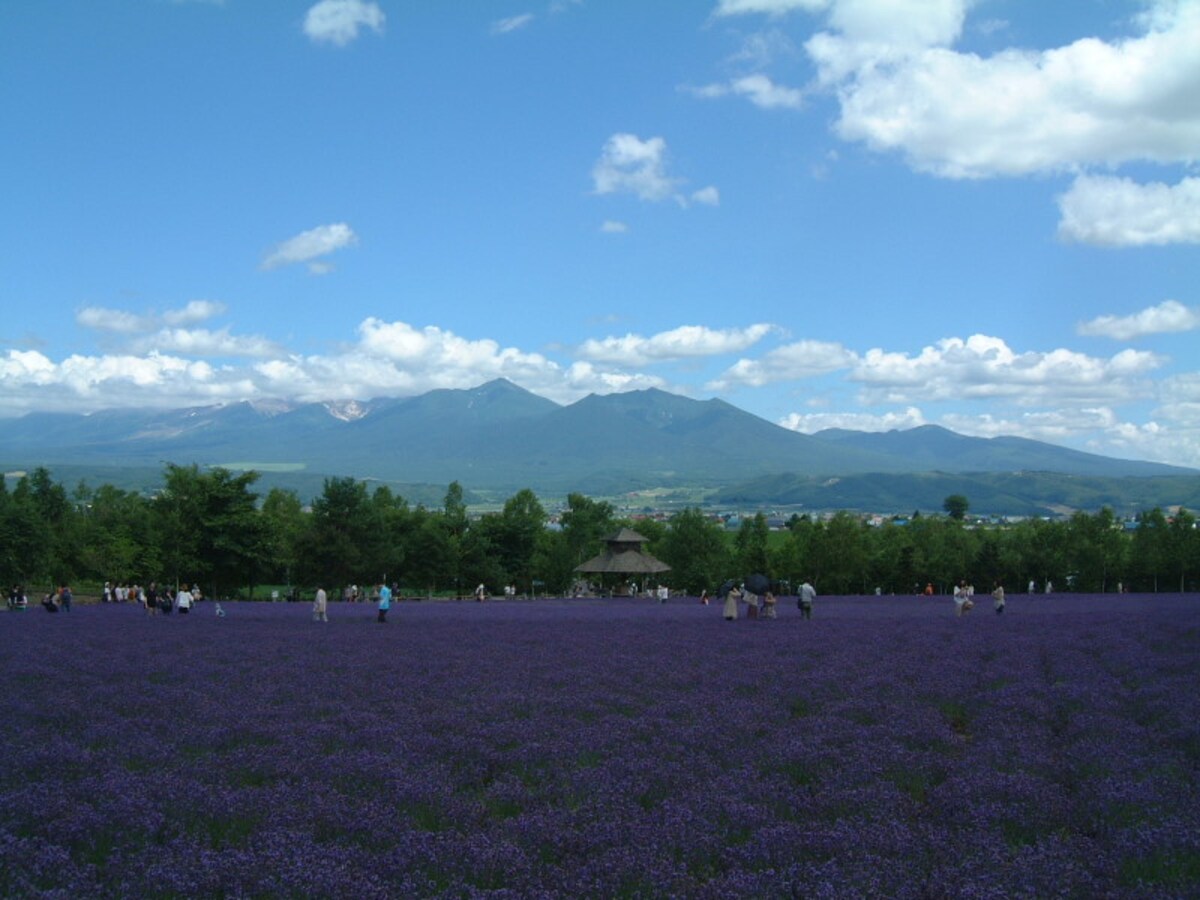 ファーム富田（3）