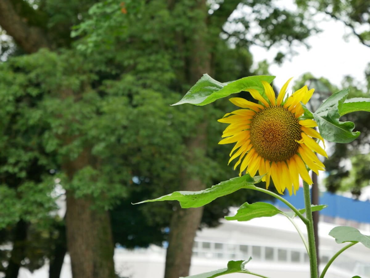 夏休みの自由研究は横浜で解決！