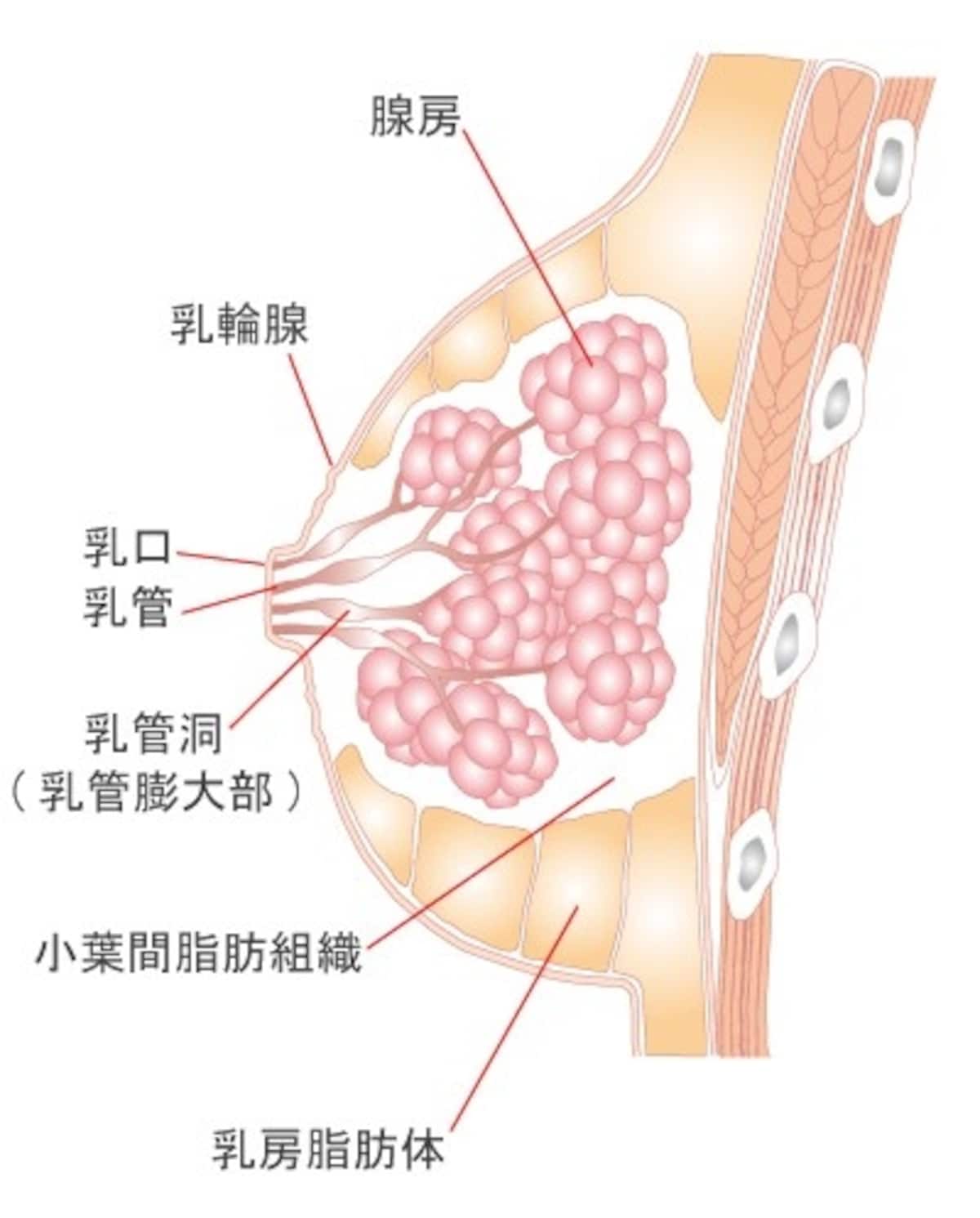 正常乳房メージ