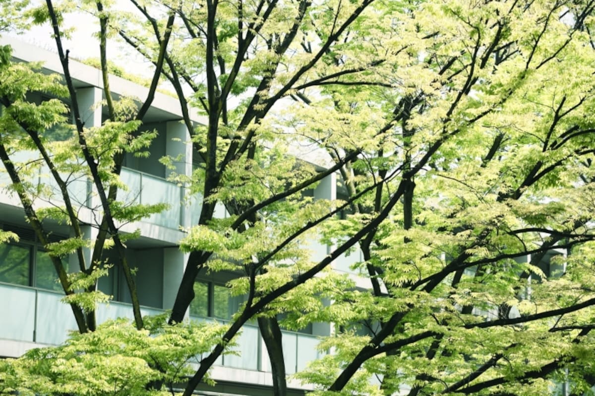 バルコニーの前面に高木が植わっていると日影になったり落ち葉が入り込むなどの心配もあります