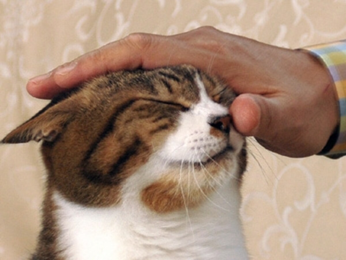 「もっと撫でて?」と甘えの欲求のゴロゴロです