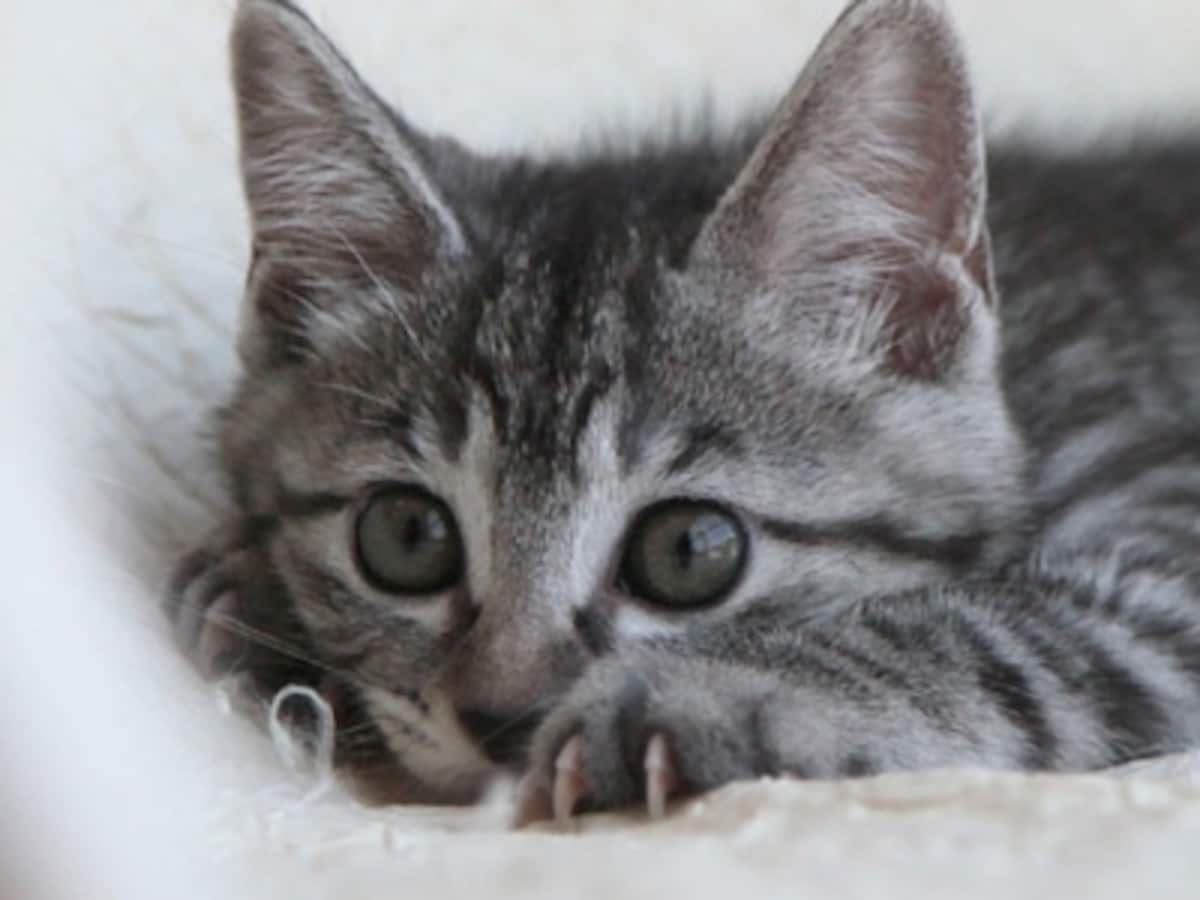 興味を惹くものをみつけた猫は、爪を立てて飛びかかる準備をします