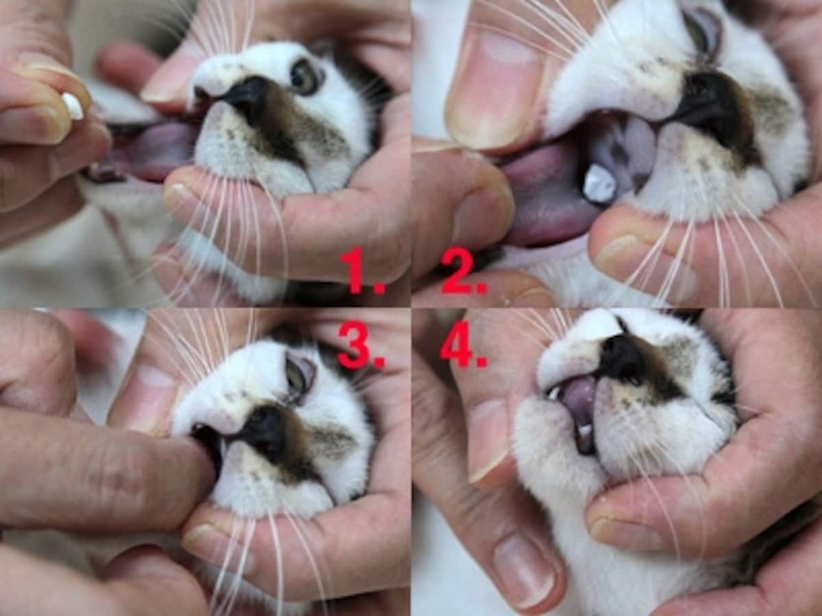 錠剤の飲ませ方　1.口を開かせて　2.喉の奥に薬を落とします　3.指で奥まで押し込んで　4.口を閉じ喉を撫でて飲み込ませます