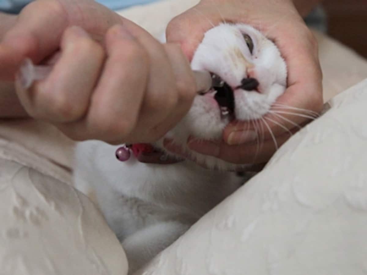 水薬はシリンジで喉の奥に流し込みます　暴れる猫は、布でくるんで足で挟み落ち着かせます