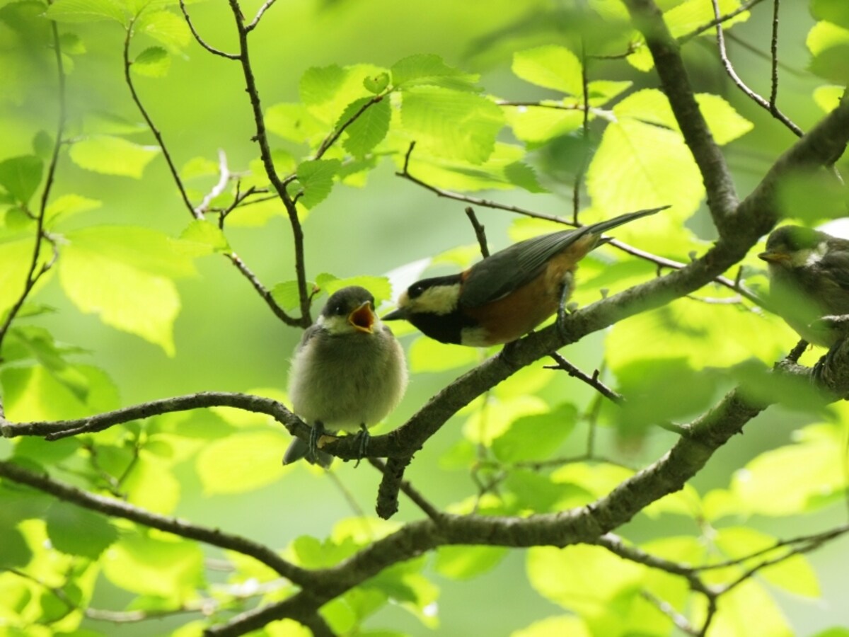 ヤマガラの親と巣立ちビナ