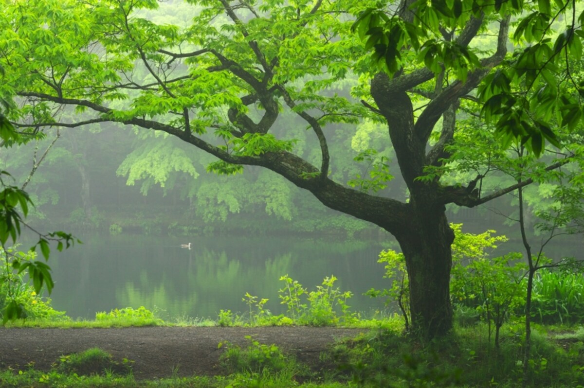 雲場池