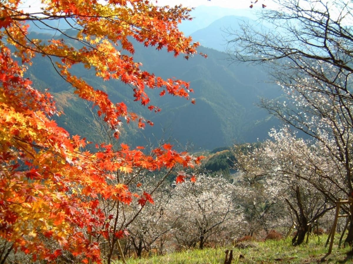 桜山公園の紅葉と冬桜のコラボレーション