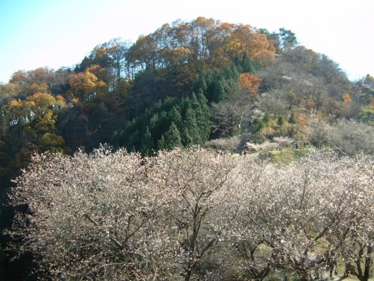 桜山公園の冬桜(2)