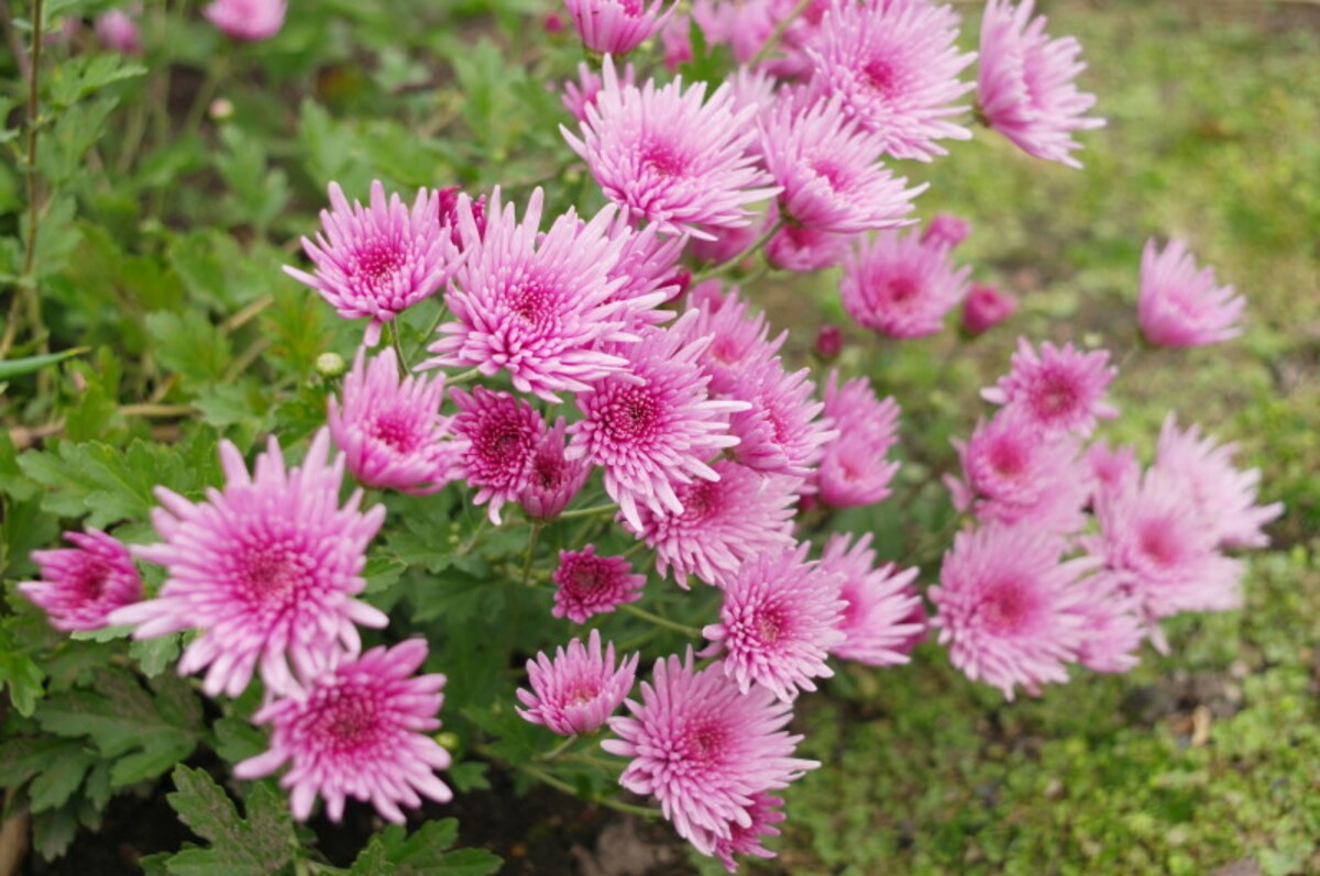 重陽の節句・菊の節句・9月9日節句　食べ物・行事食　食用菊