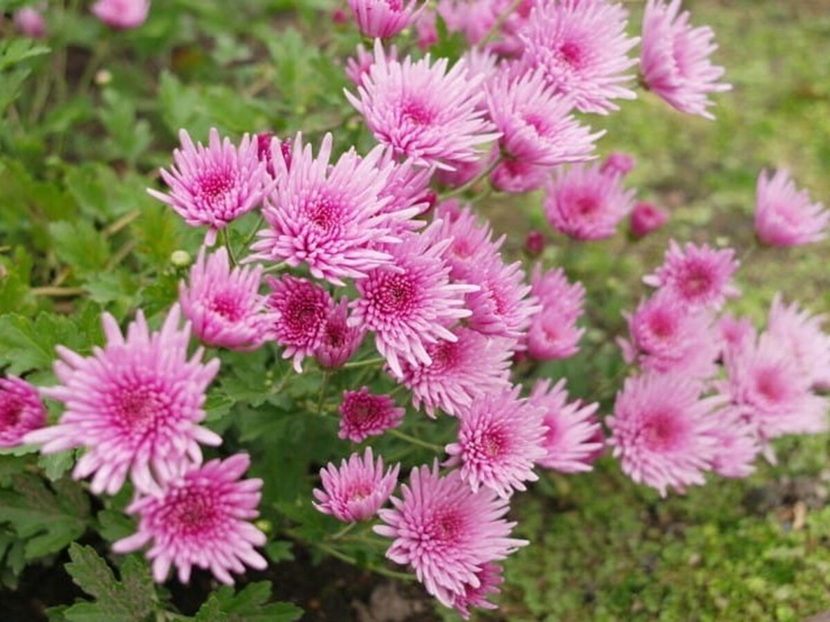 食用菊の王様「もってのほか」。名前の由来は「天皇の御紋（菊）を食べるとはもってのほか」「もってのほか（想像以上に）おいしいから」だとか