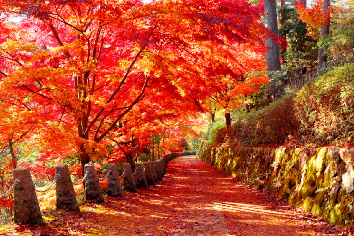紅葉狩りの時期が待ち遠しくなりますね