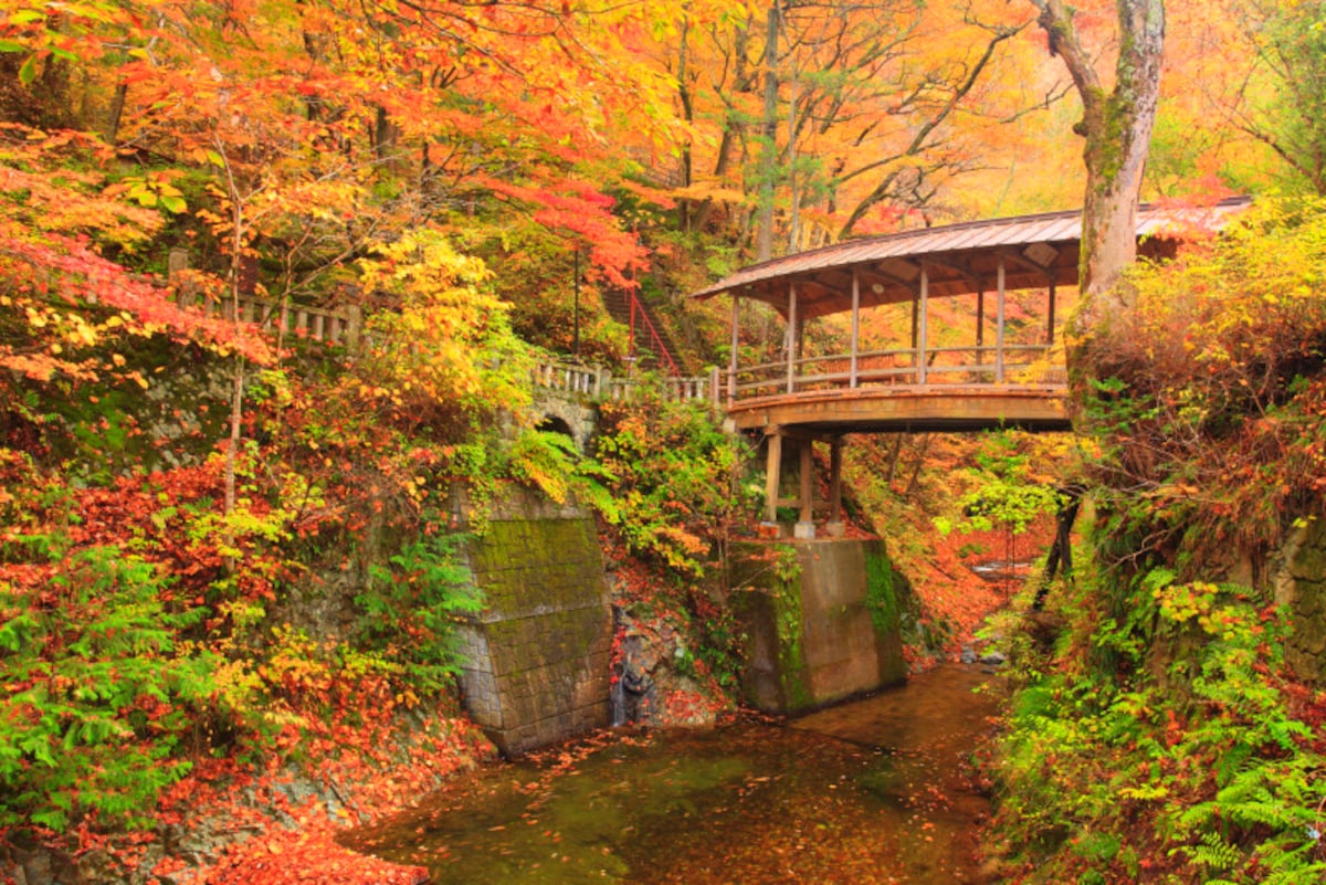日本の紅葉が美しいのは理由がありあります