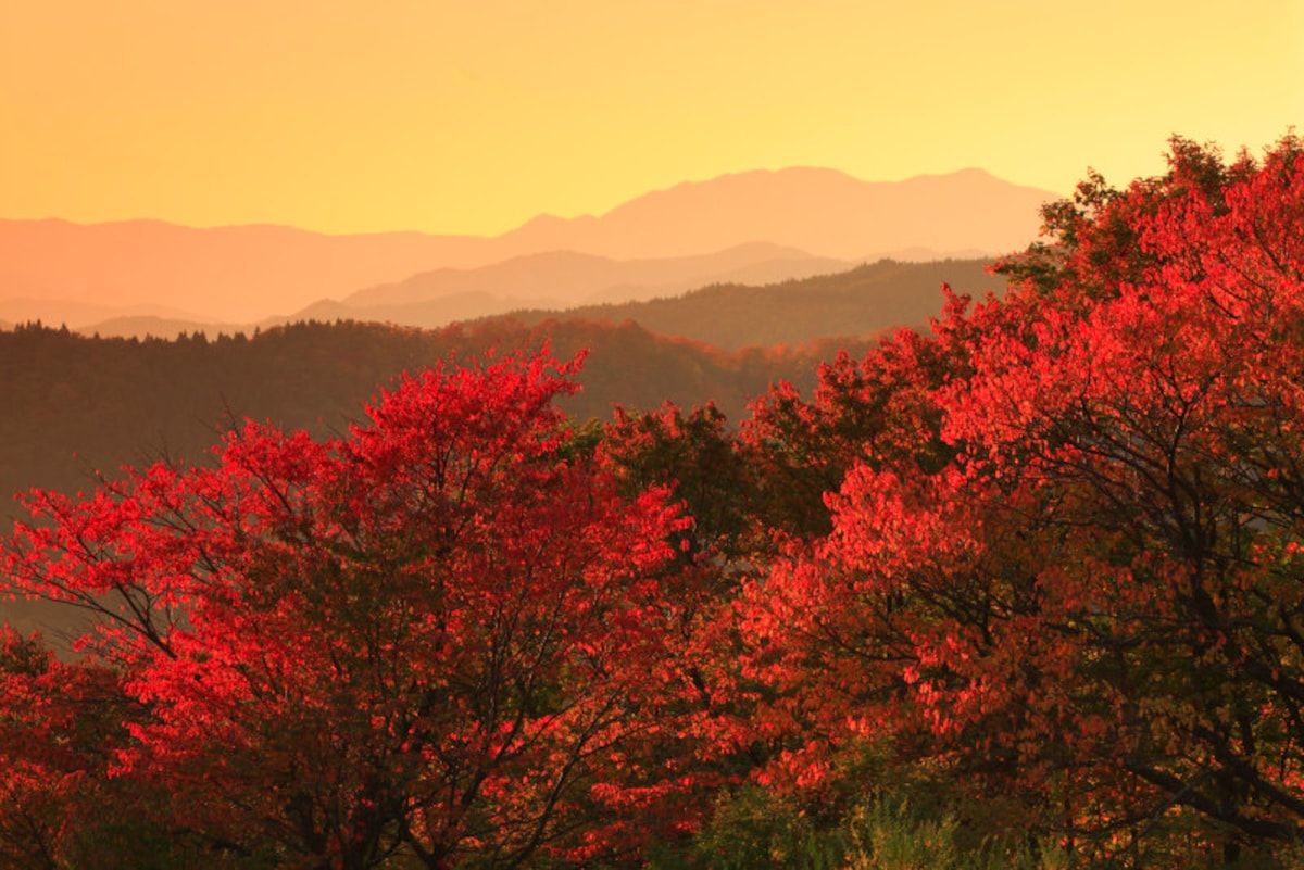 秋の夕日に照る山紅葉～♪＜童謡「紅葉」詞：高野辰之／曲：岡野貞一＞