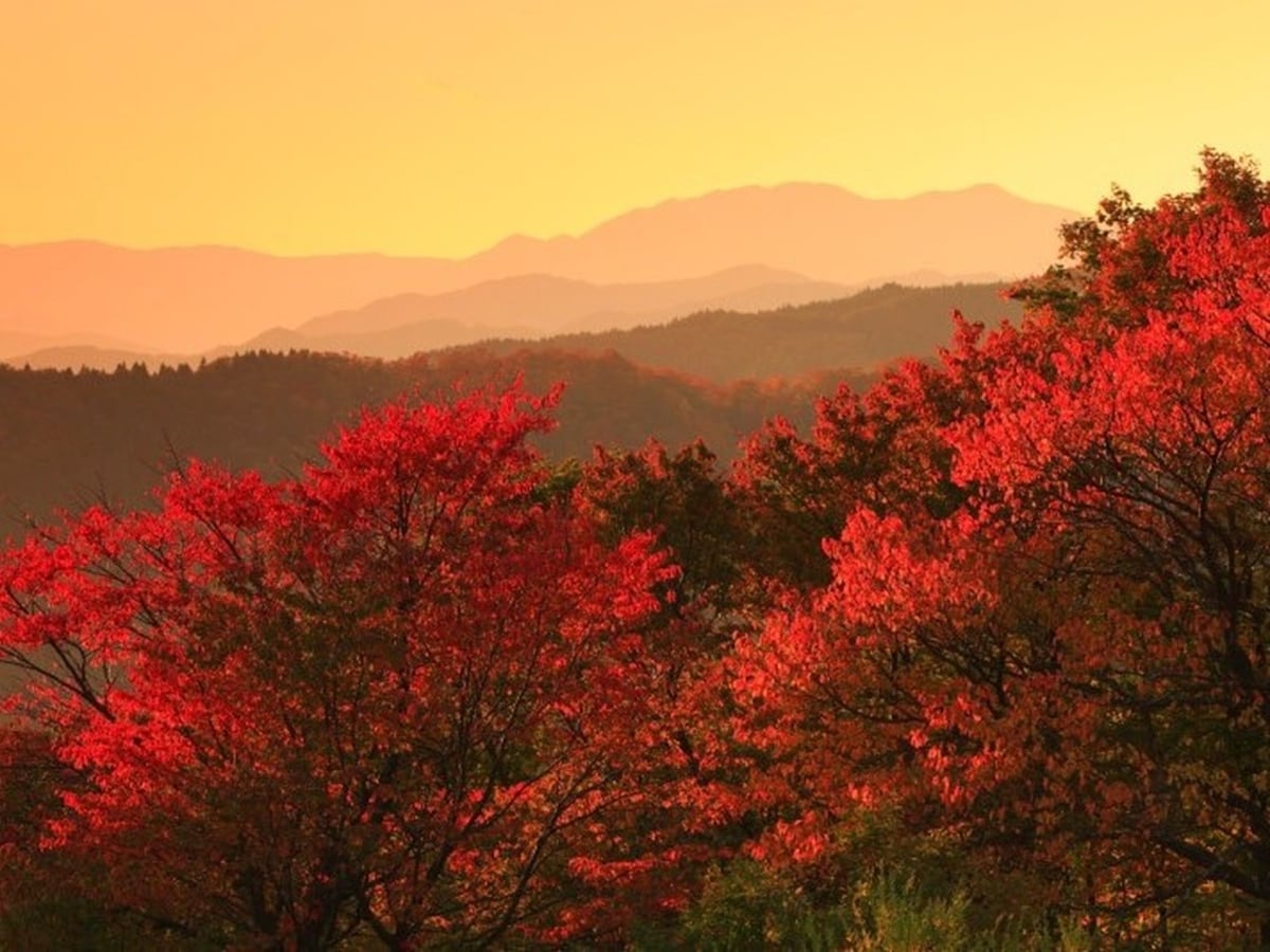 秋の夕日に 照る山もみじ～「紅葉」詞：高野辰之／曲：岡野貞一