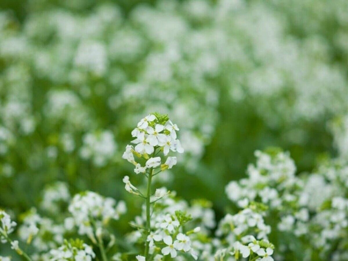 大根の花は白。白い菜の花です！
