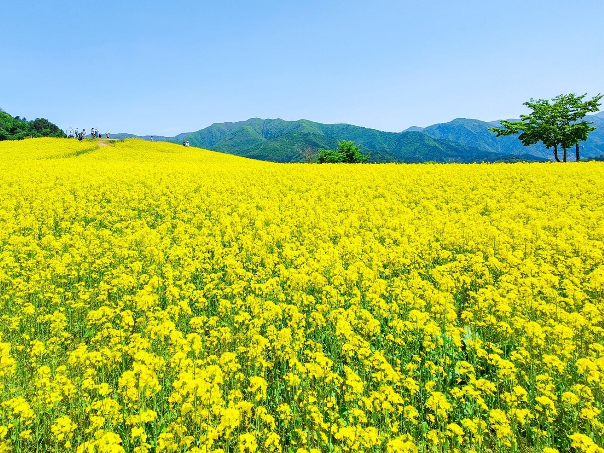 一面に広がる菜の花畑。綺麗なだけではなく、実用的です ※画像：PIXTA