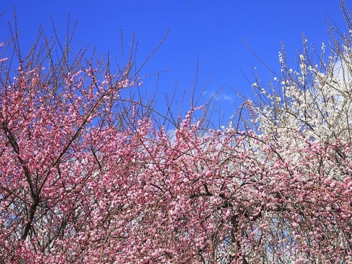 「桜・桃・梅」の違いをチェック！