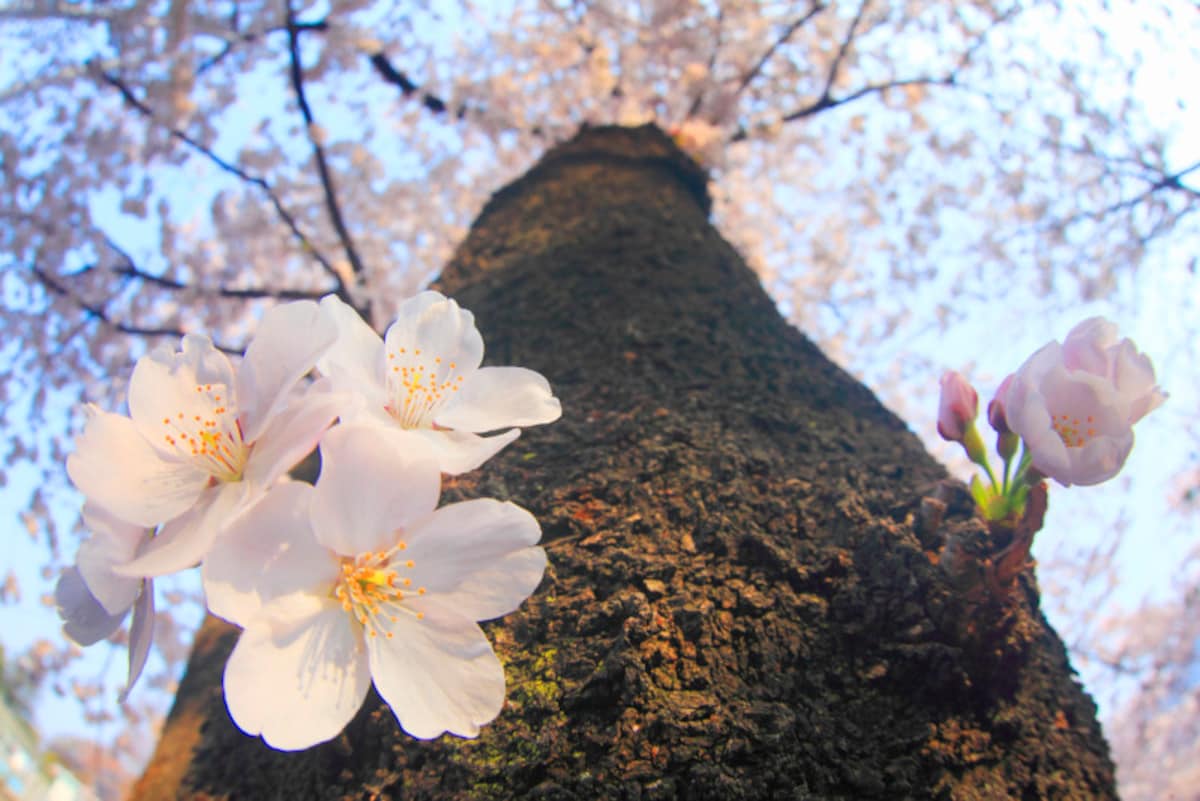 桜