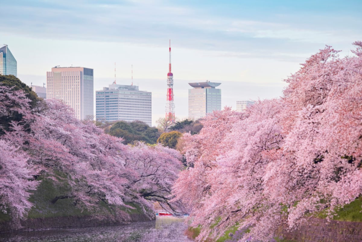 桜