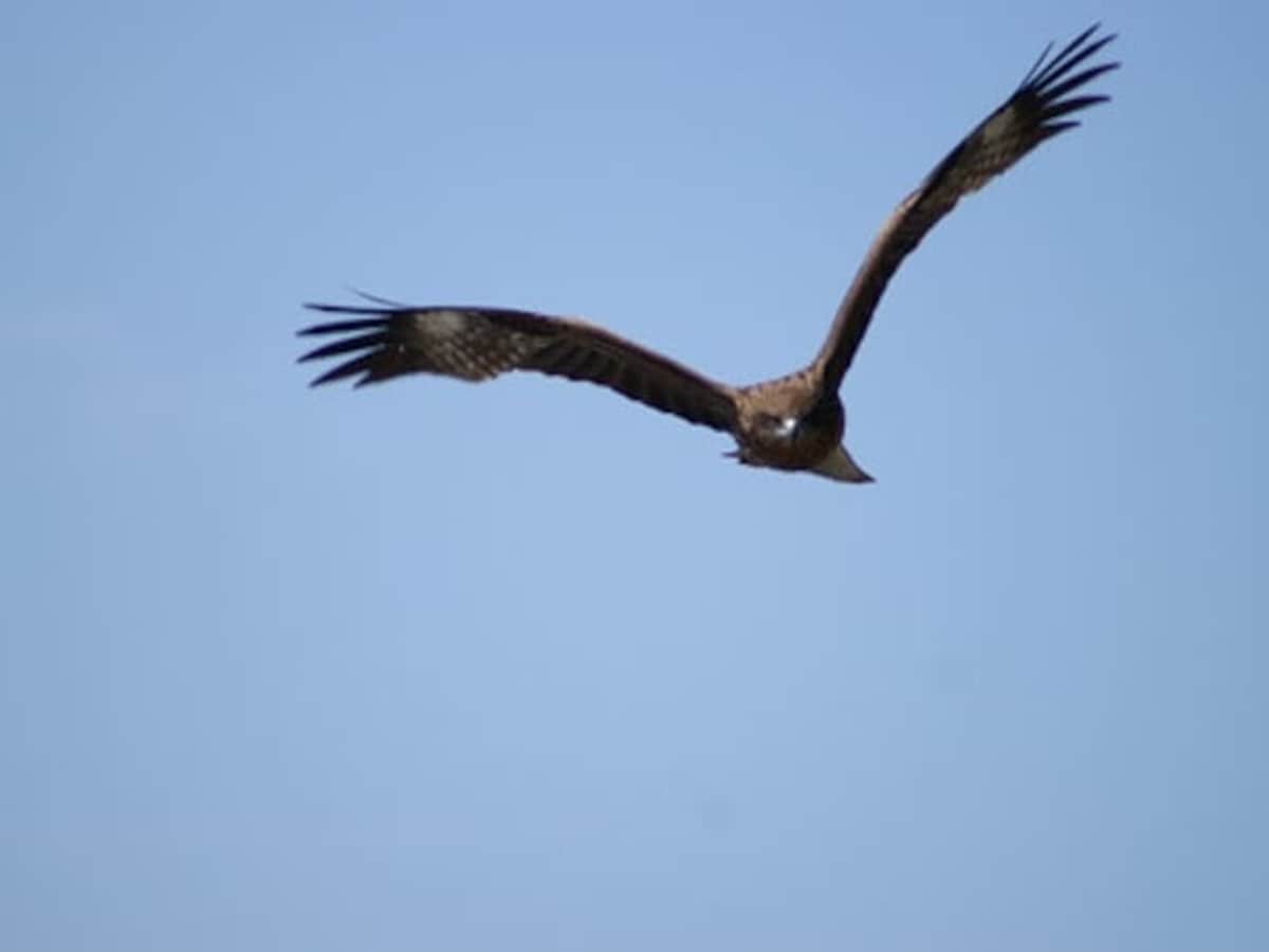 【二鷹】鷹、鳥のように大空を舞うものが出てくる夢。鷹＝高い。可能性の広がりや自由な行動力を表し、高い理想の実現や開運につながります