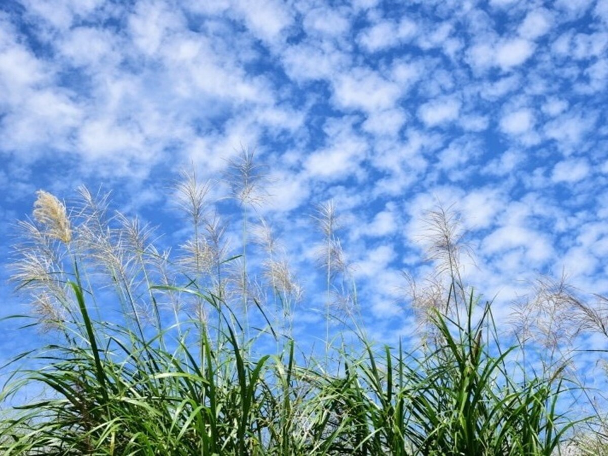 移り気な秋の天気。秋晴れも長くは続かず……「○心と秋の空」