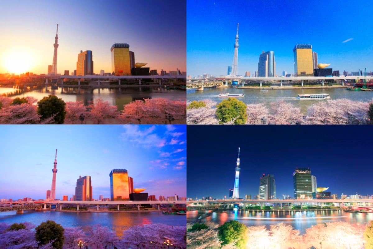 桜の表情は実に様々…