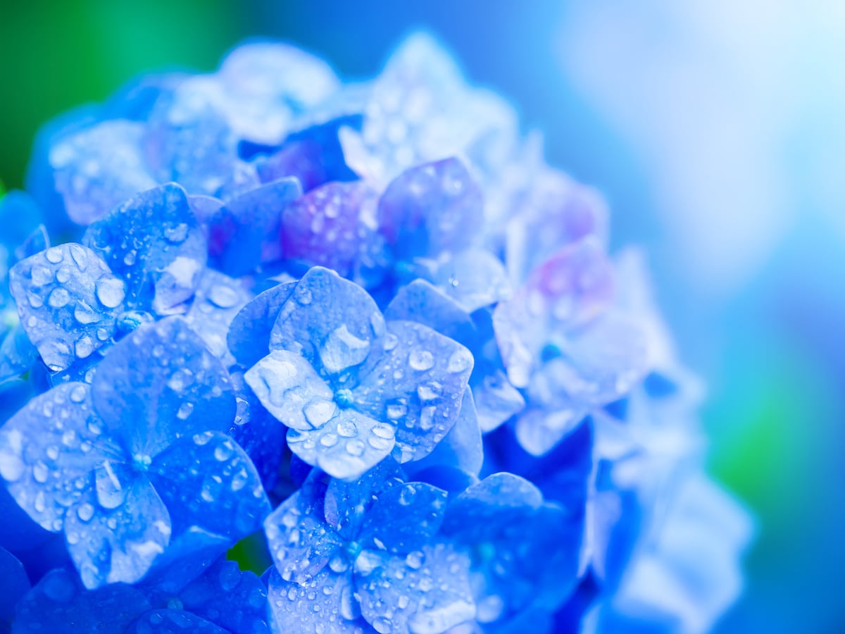 梅雨とは、春から夏へと移る時期にみられる季節現象で、数千キロにわたる梅雨前線が少しずつ北上し、1～2カ月の長雨をもたらします。2025年の梅雨入り、梅雨明けはいつ？