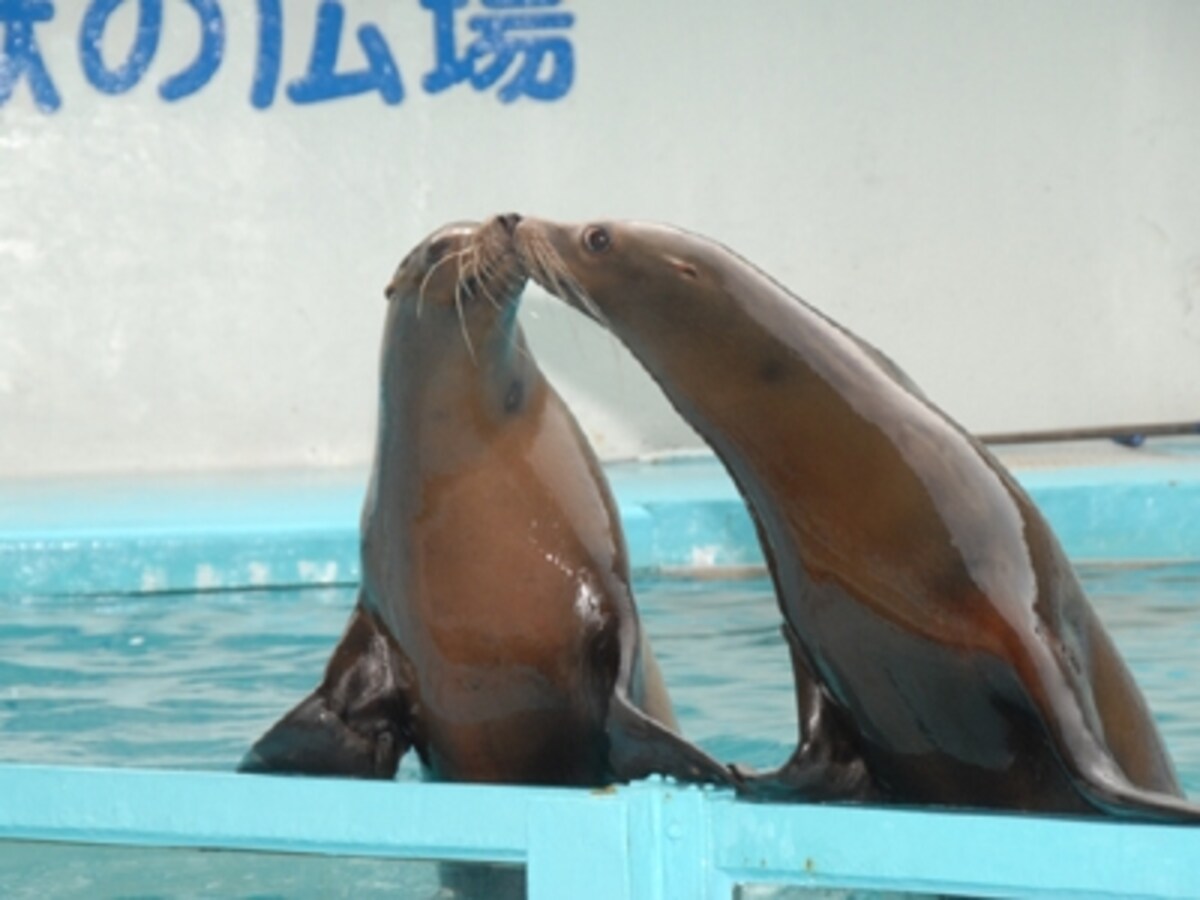 伊豆・三津シーパラダイス