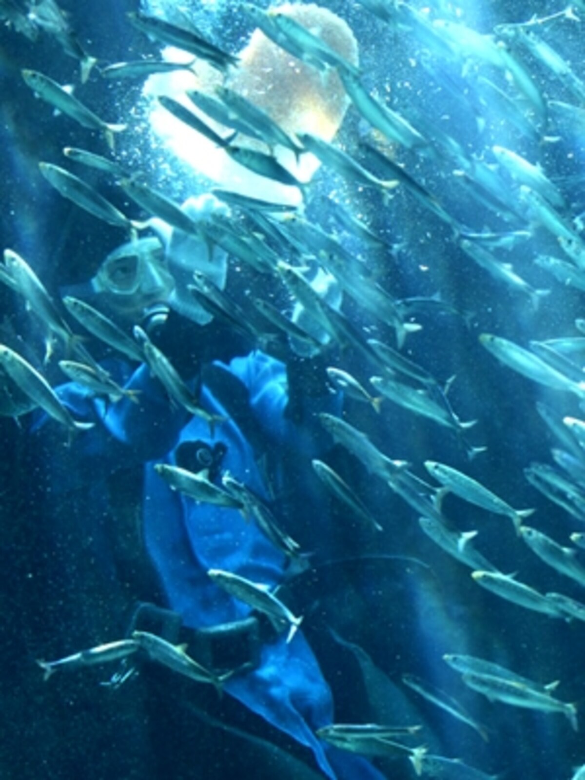 下田海中水族館