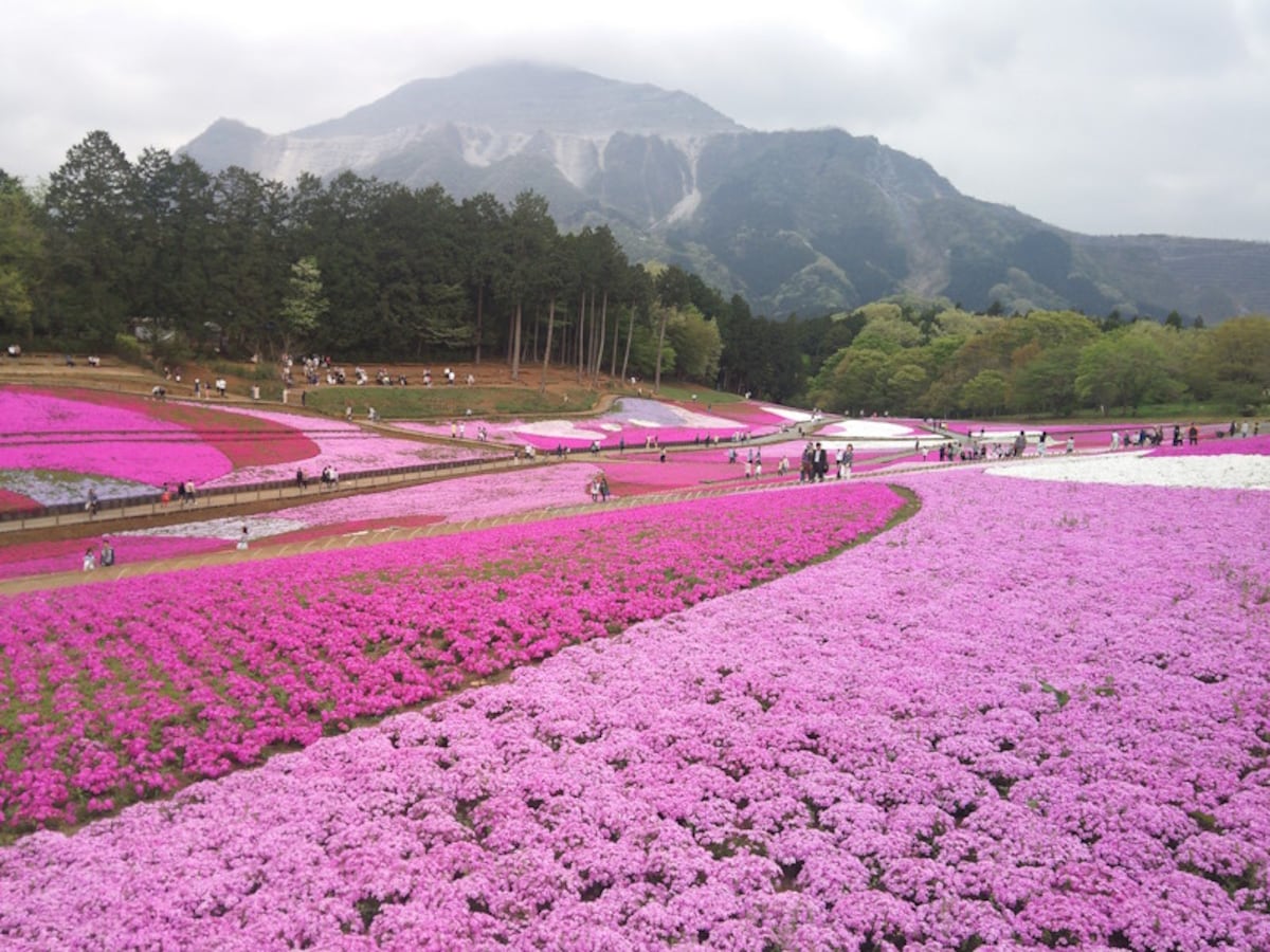 羊山公園の芝桜(1)