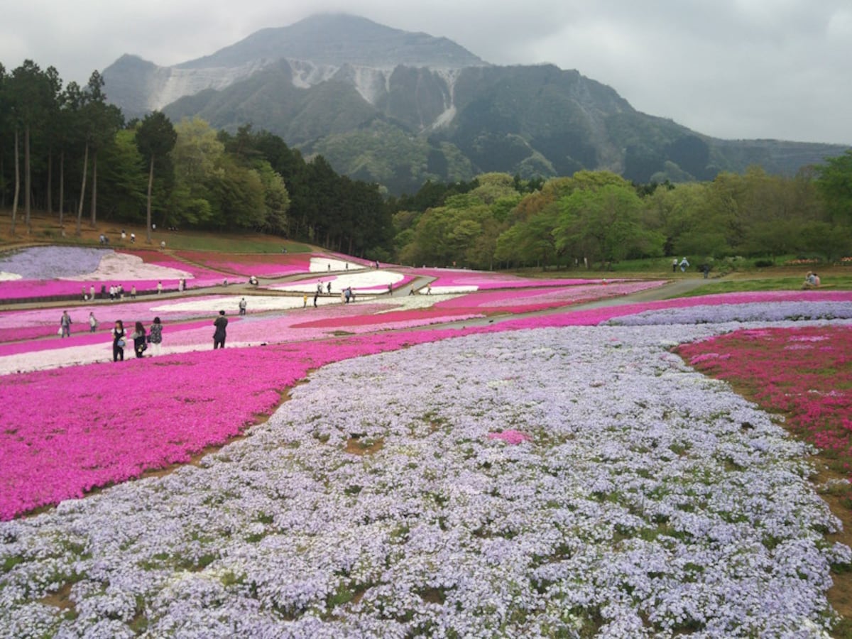 羊山公園の芝桜(2)
