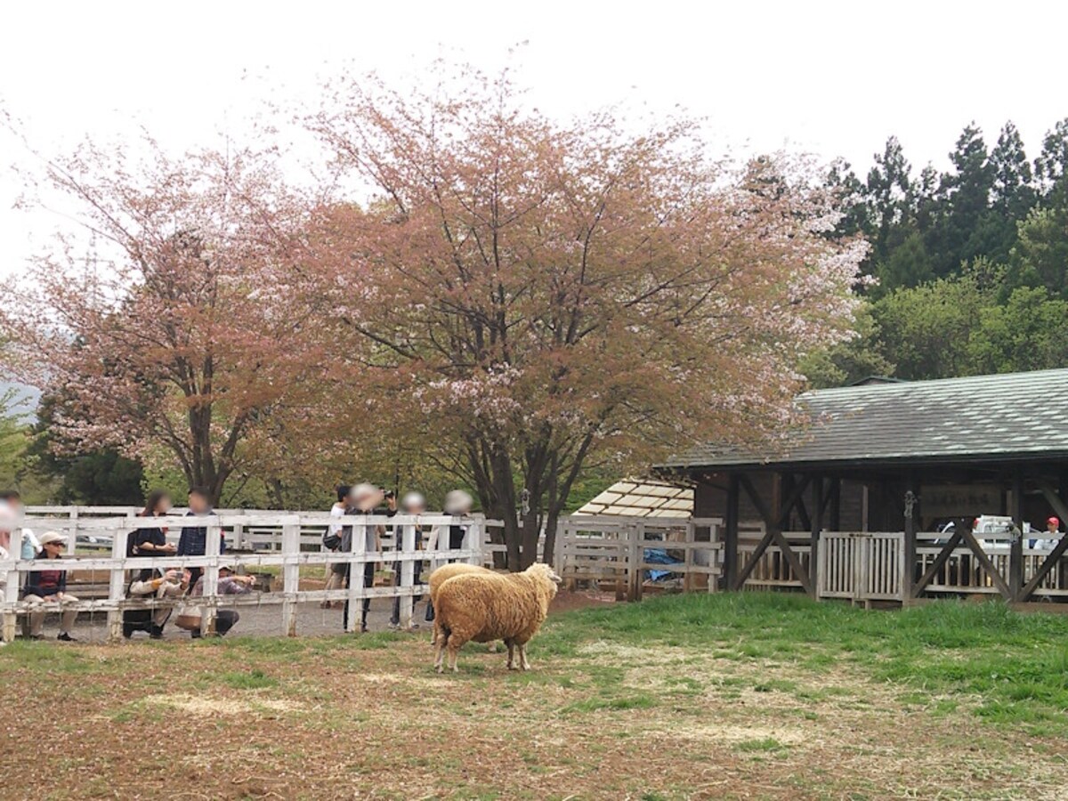 ふれあい牧場で飼育されている羊