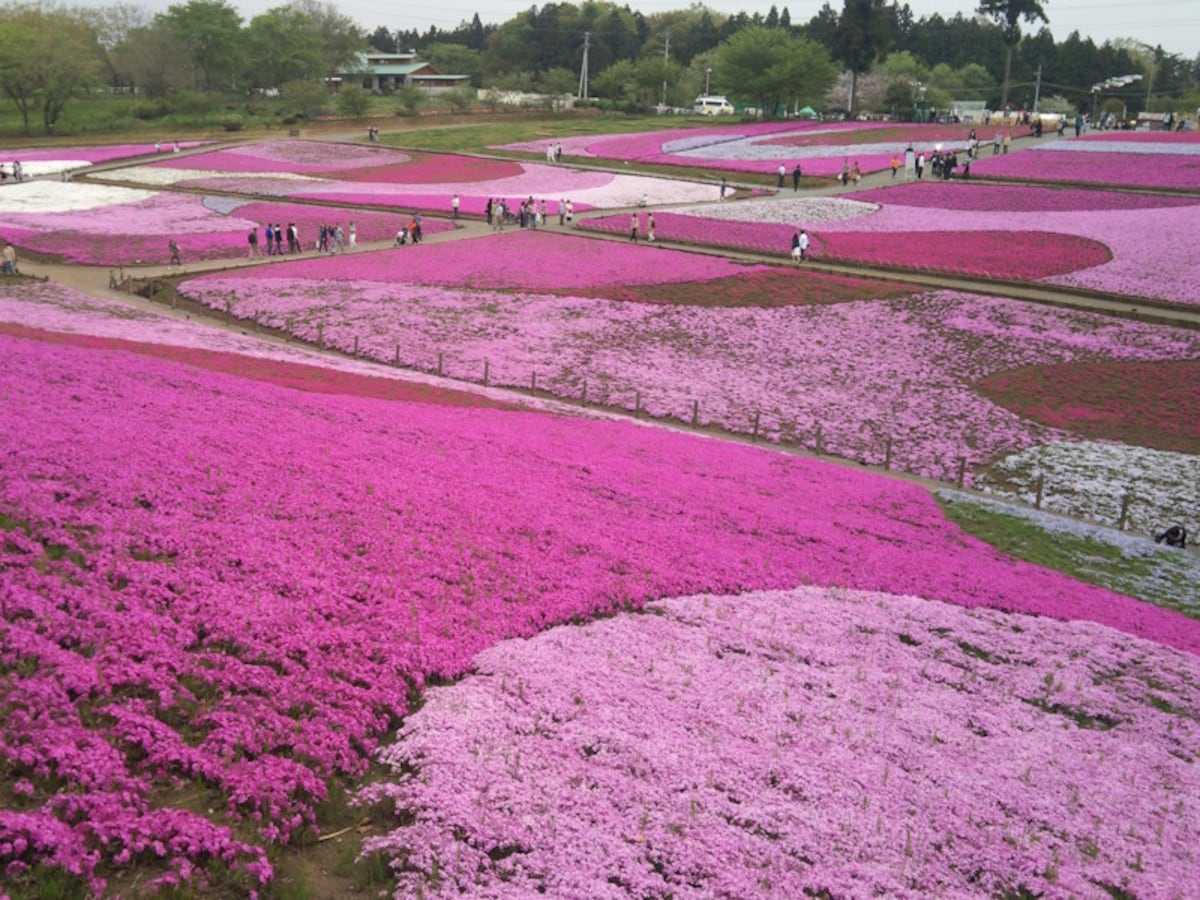 羊山公園の芝桜(5)