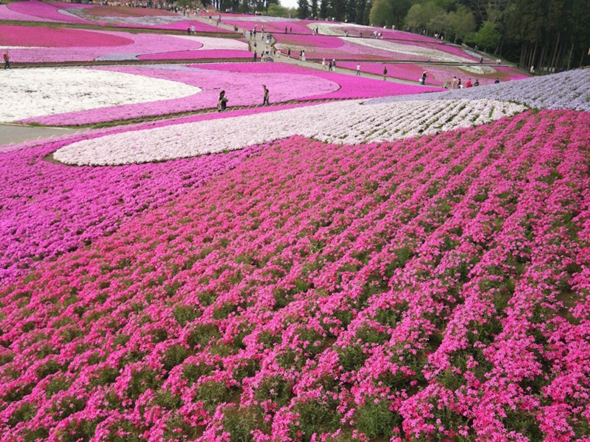 羊山公園の芝桜(6)