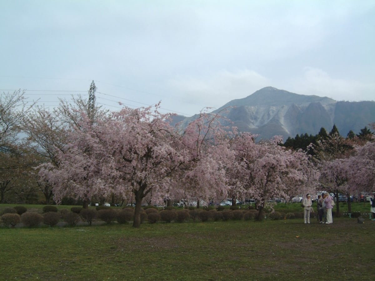 羊山公園のしだれ桜(2)