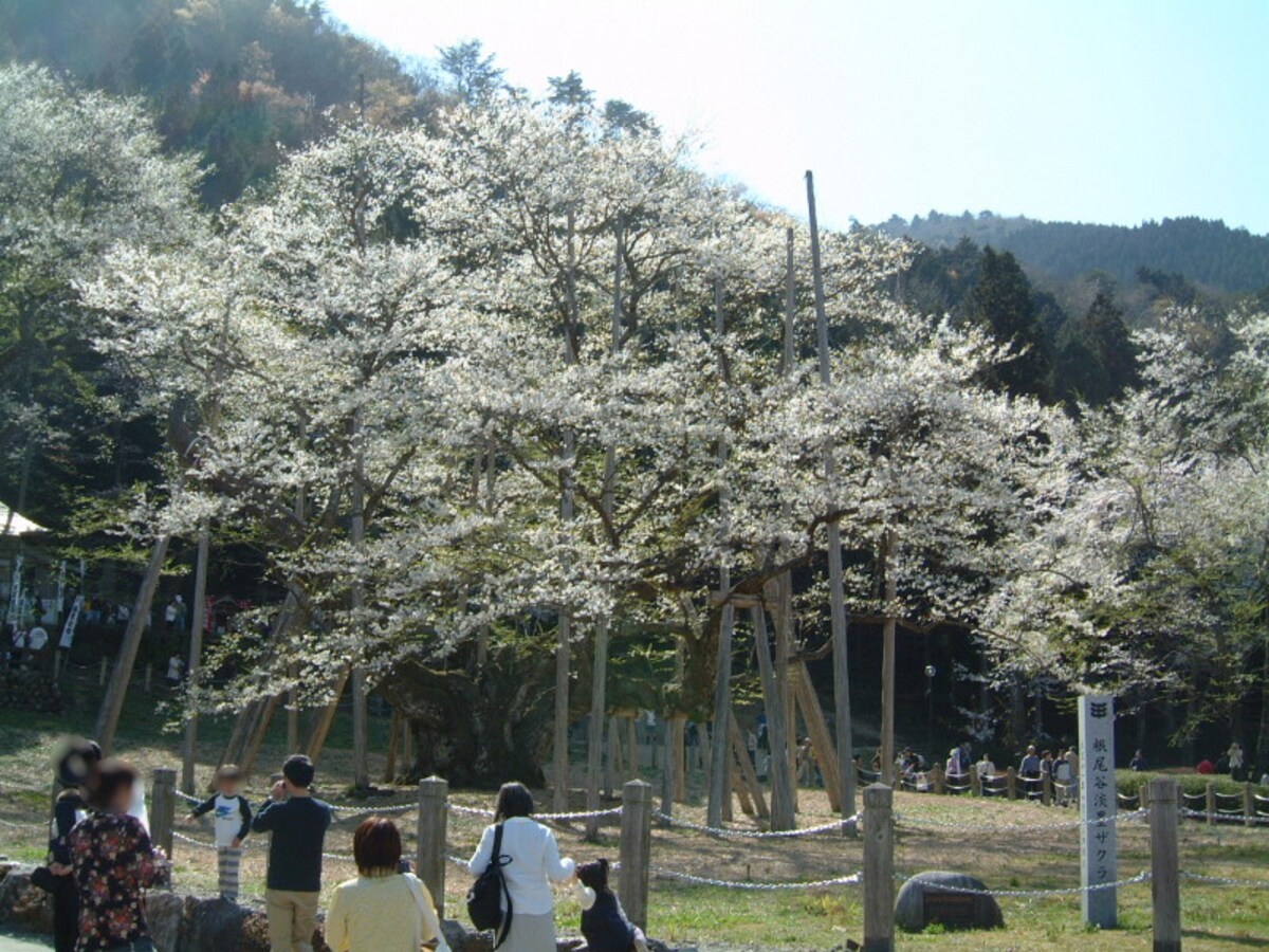 根尾の薄墨桜（2）