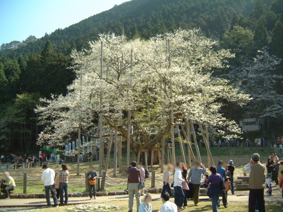 根尾の薄墨桜（4）