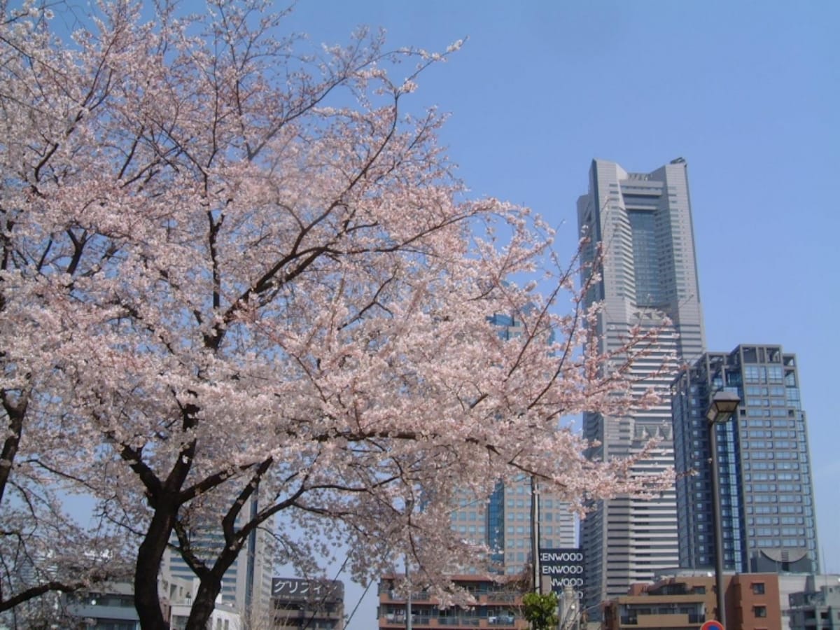 掃部山公園の桜