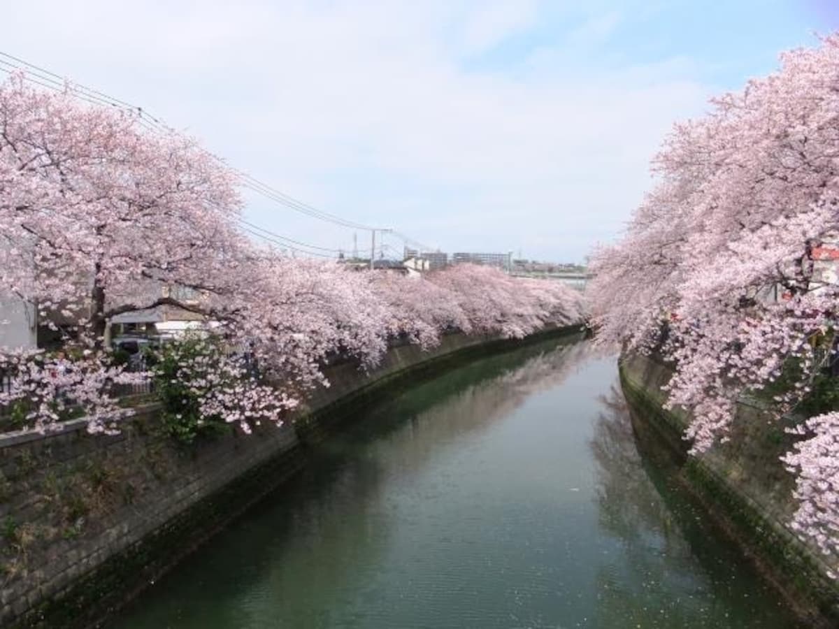 大岡川の桜並木