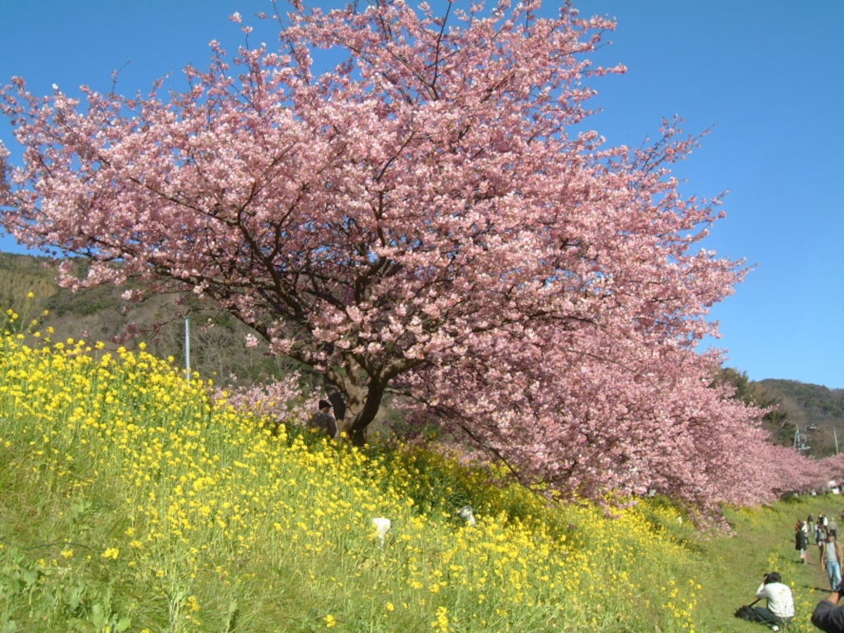 みなみの桜と菜の花まつり(2)