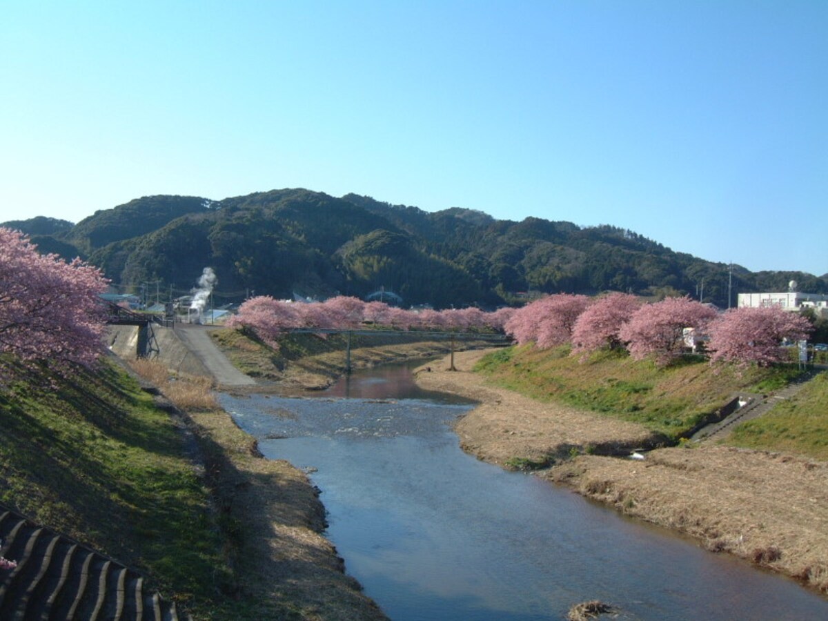 みなみの桜と菜の花まつり(5)/みなみの桜