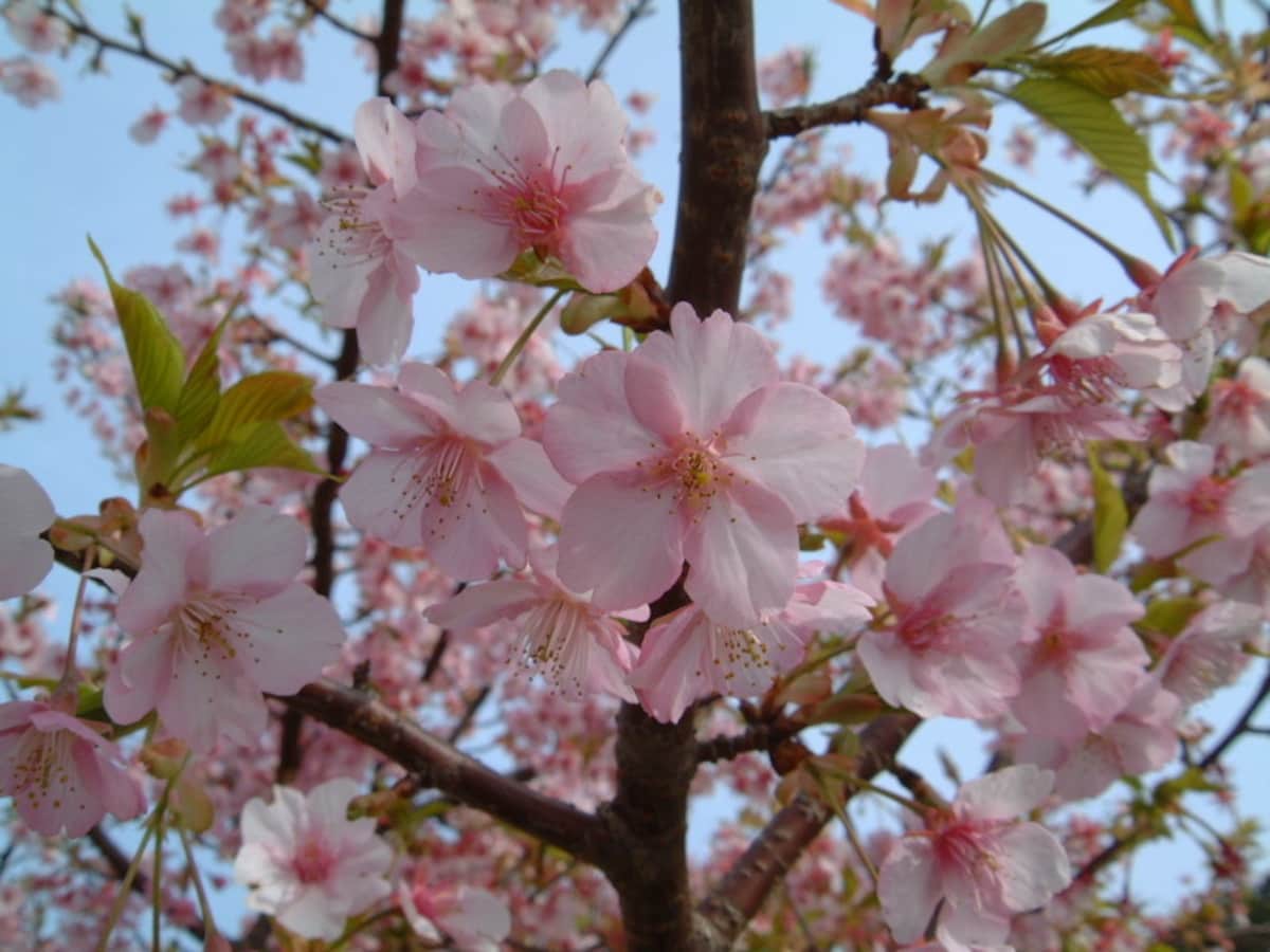 みなみの桜と菜の花まつり(6)/みなみの桜